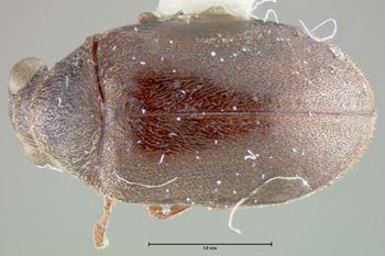 Media type: image;   Entomology 31272 Aspect: habitus dorsal view